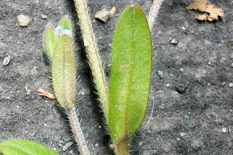 Myosotis ramosissima / Nontiscordardim ramosissimo