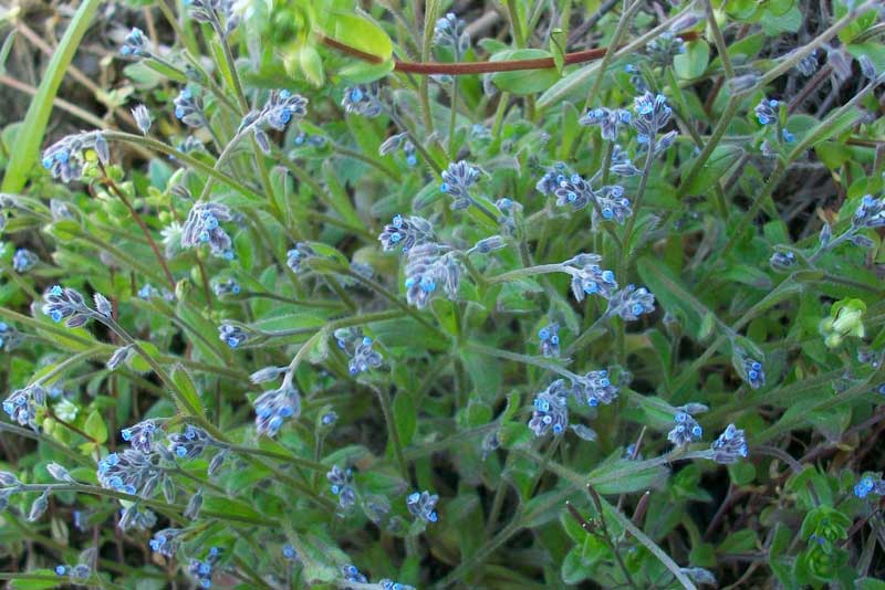 Myosotis ramosissima / Nontiscordardim ramosissimo