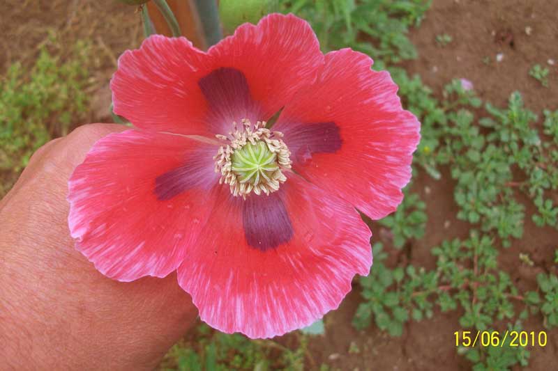 Papaver somniferum / Papavero domestico