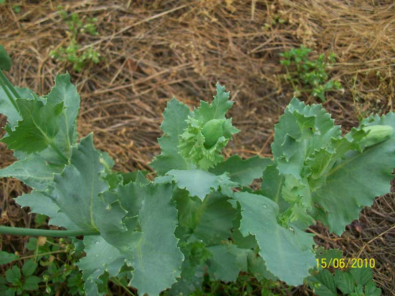 Papaver somniferum / Papavero domestico