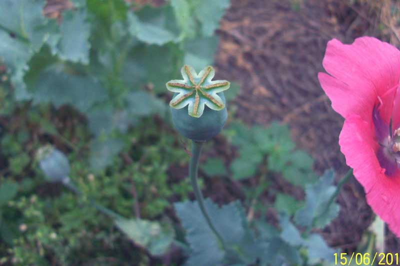 Papaver somniferum / Papavero domestico