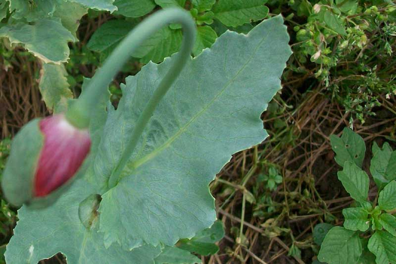 Papaver somniferum / Papavero domestico