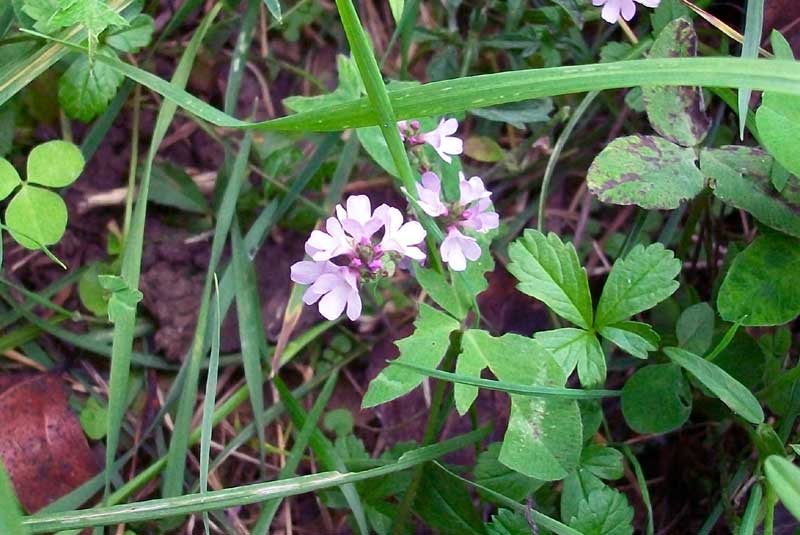 Verbena officinalis / Verbena comune