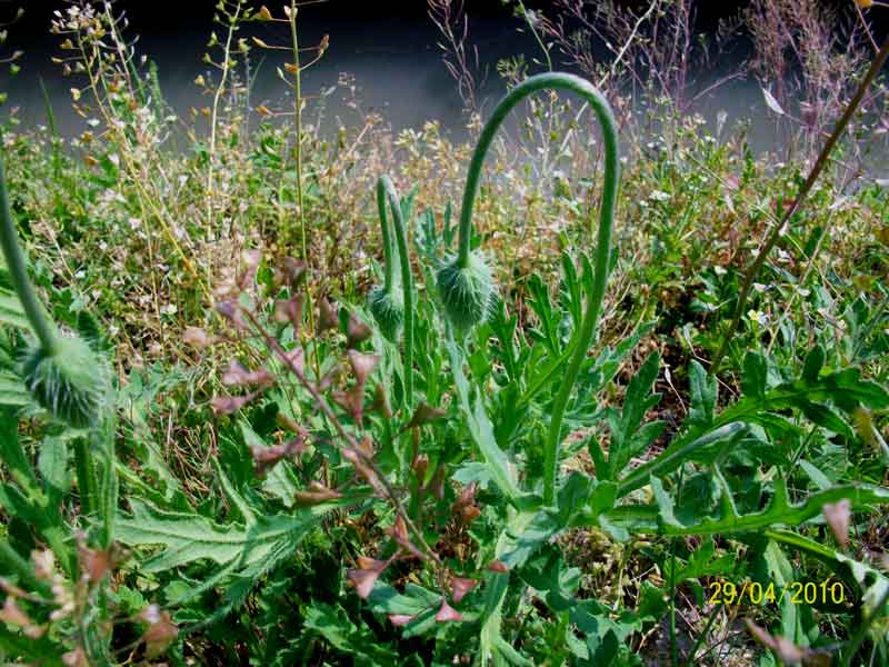 Papaver sp.