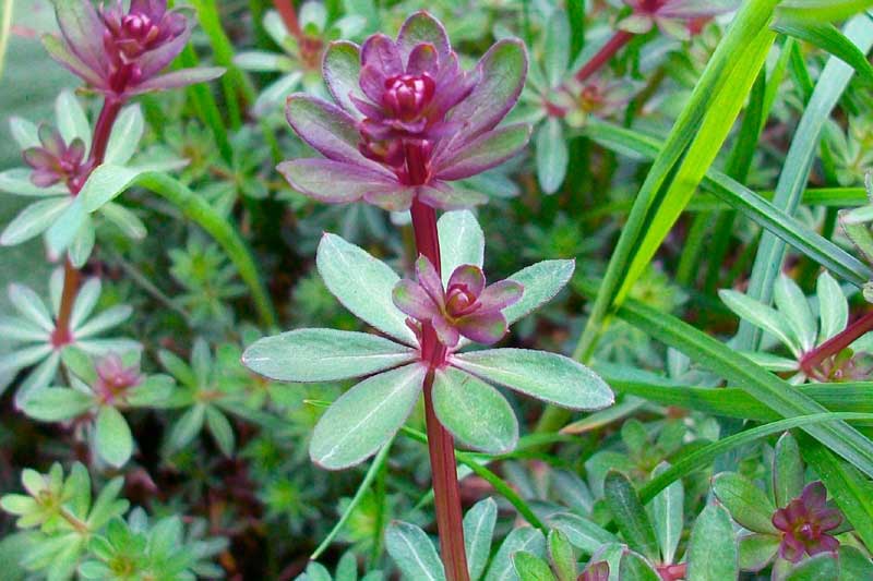 Galium sp.