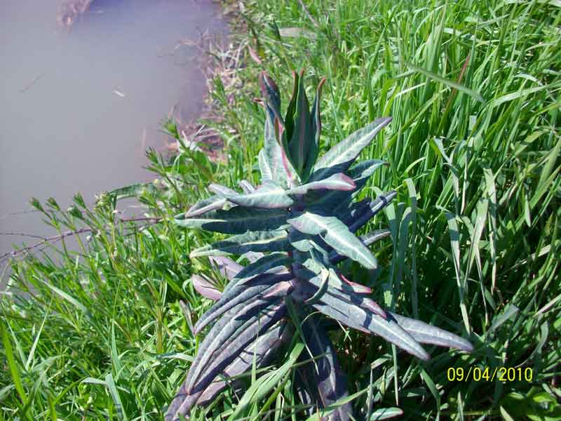 Pianta strana - Euphorbia lathyris
