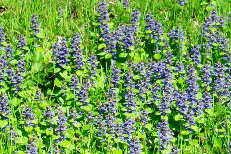 Ajuga reptans