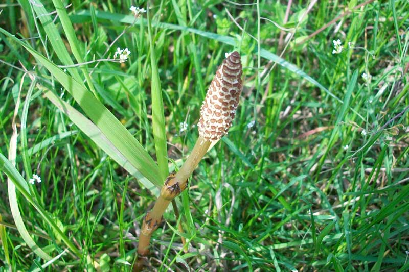 Equisetum arvense