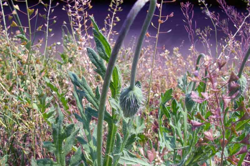 Papaver sp.