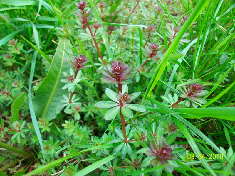 Galium sp.