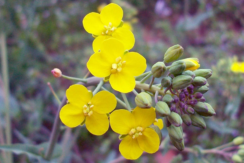 Brassica rapa