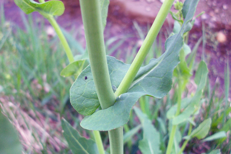 Brassica rapa