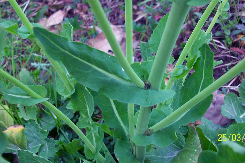 Brassica rapa