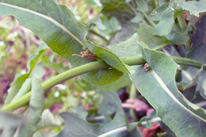 Brassica rapa