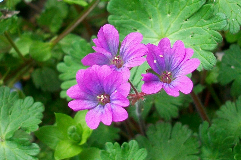Geranium molle