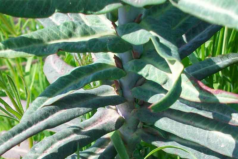 Pianta strana - Euphorbia lathyris