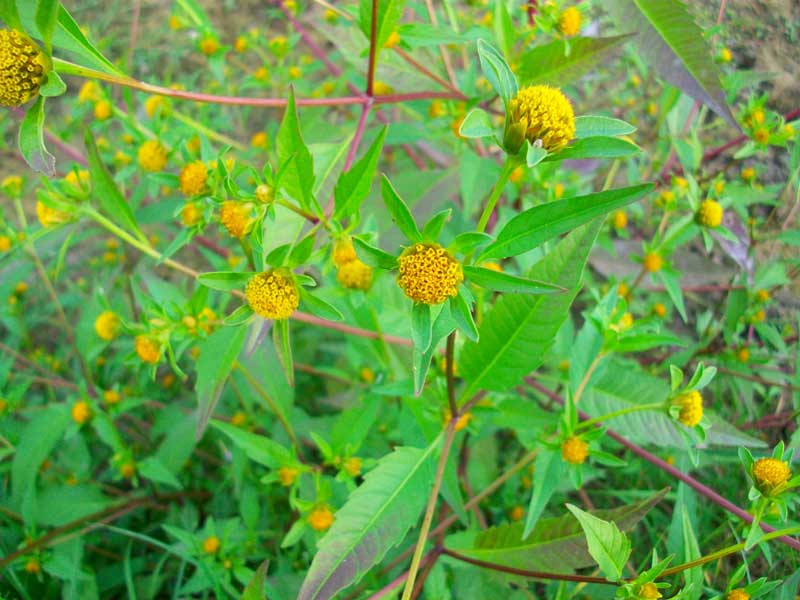 Bidens sp.