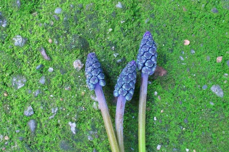 Ma che pianta  questa? - Muscari sp.