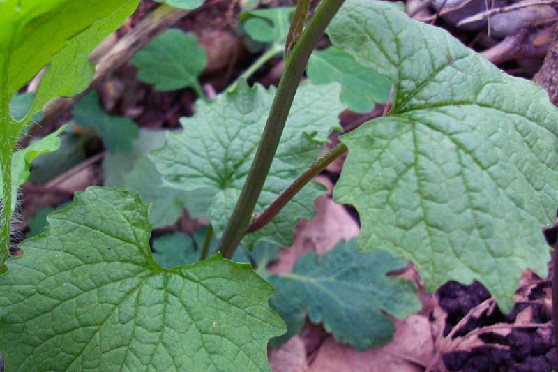 Alliaria petiolata