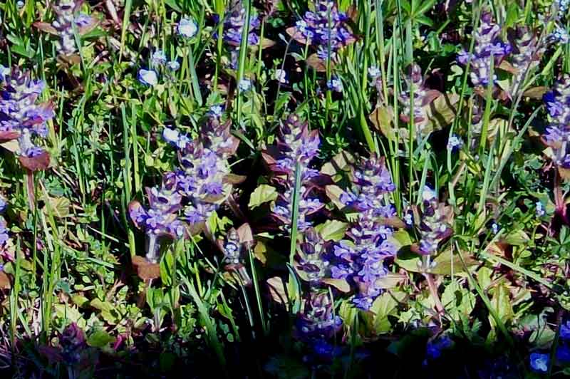 Ajuga reptans