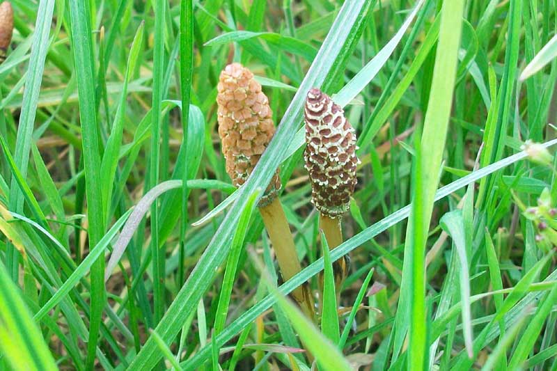 Equisetum arvense