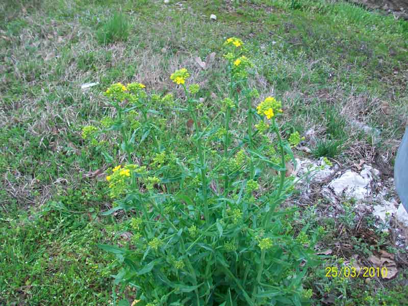Brassica rapa