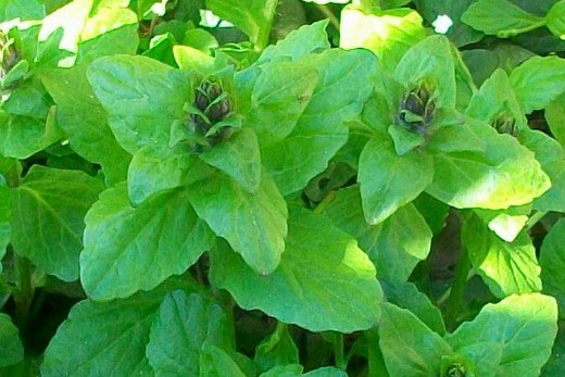 Ajuga reptans