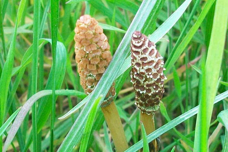 Equisetum arvense