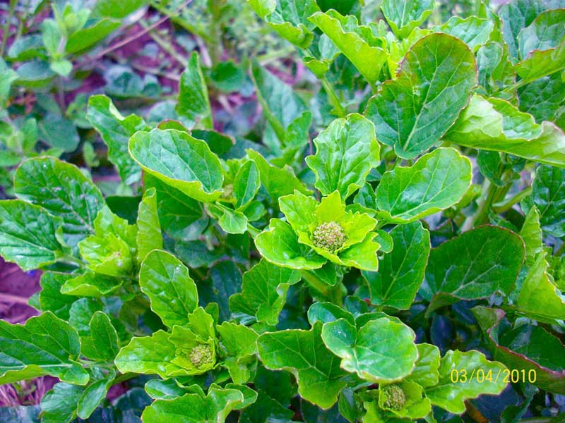 Barbarea vulgaris / Erba di Santa Barbara comune