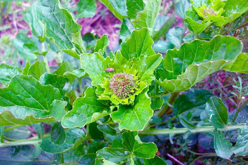 Barbarea vulgaris / Erba di Santa Barbara comune