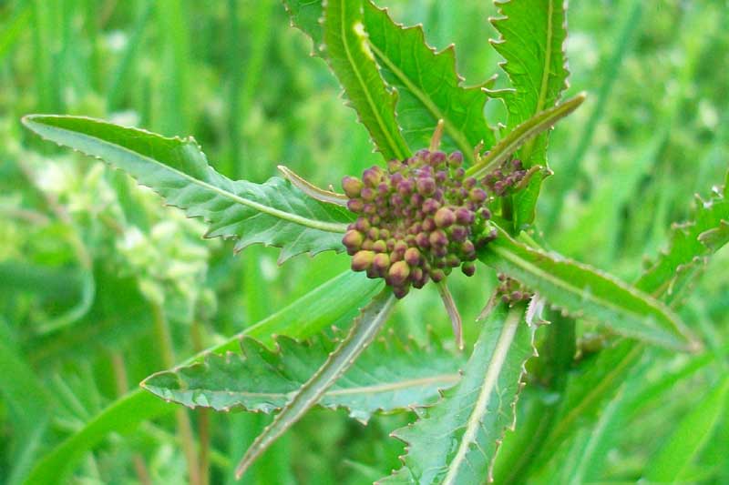 Da determinare - Rorippa sp.?