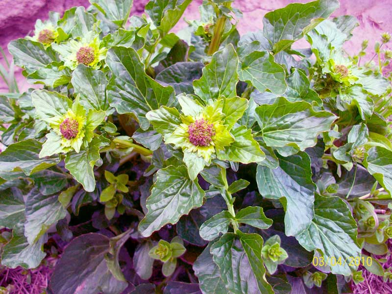 Barbarea vulgaris / Erba di Santa Barbara comune