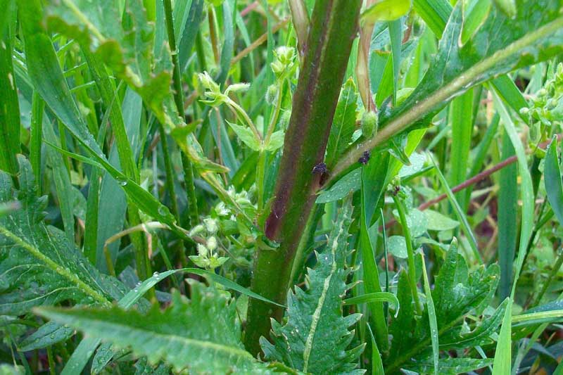 Da determinare - Rorippa sp.?