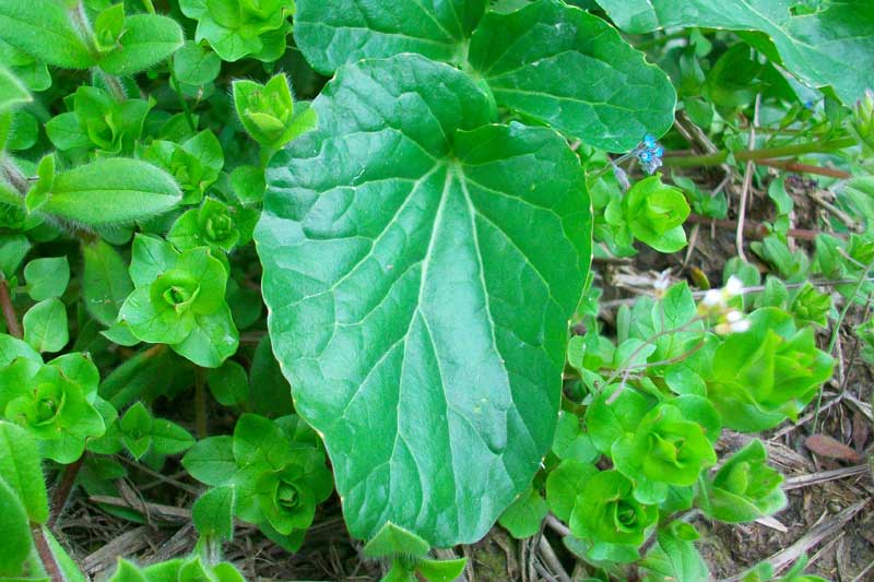 Barbarea vulgaris / Erba di Santa Barbara comune