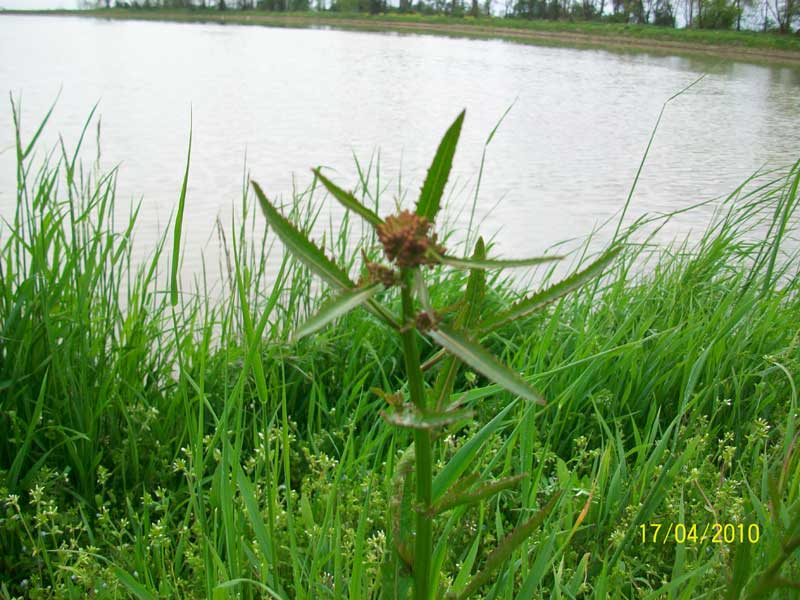 Da determinare - Rorippa sp.?