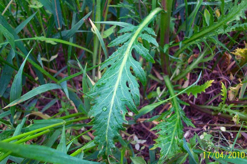 Da determinare - Rorippa sp.?