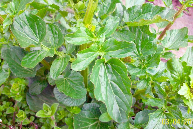 Barbarea vulgaris / Erba di Santa Barbara comune