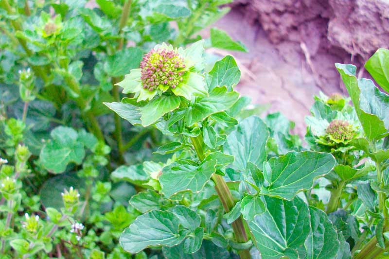Barbarea vulgaris / Erba di Santa Barbara comune