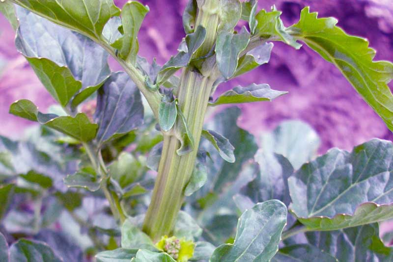 Barbarea vulgaris / Erba di Santa Barbara comune