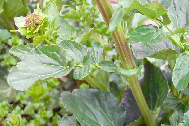 Barbarea vulgaris / Erba di Santa Barbara comune