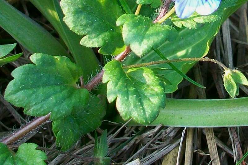 Veronica cfr.persica