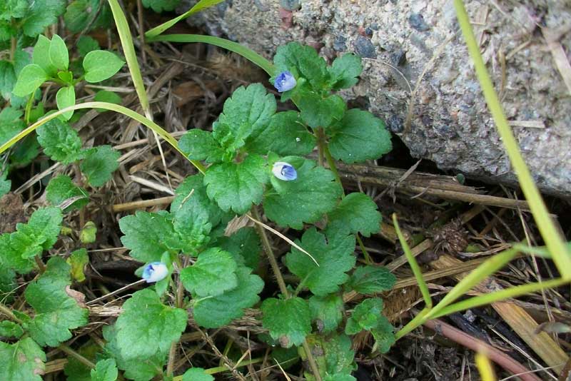 Veronica cfr.persica