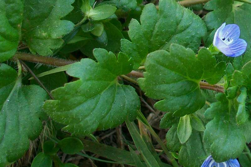 Veronica cfr.persica