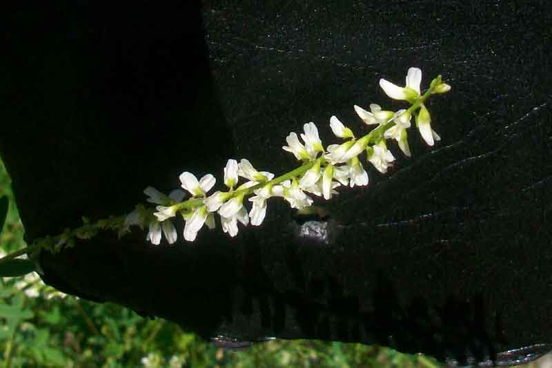 Trigonella alba (=Melilotus albus) / Meliloto bianco