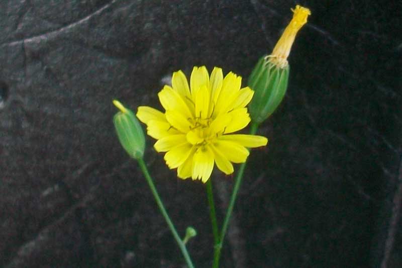 Lapsana communis