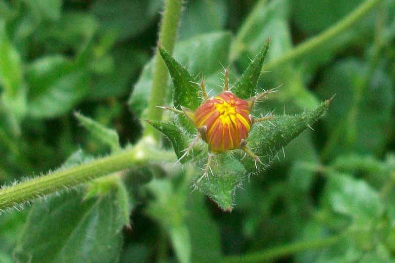 Helminthotheca echioides