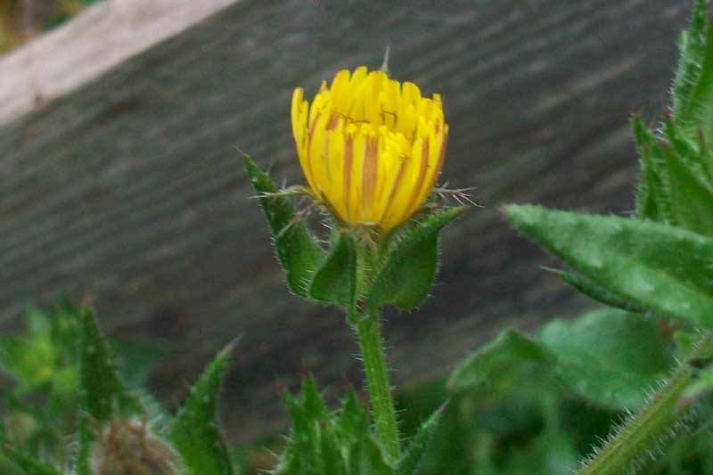 Helminthotheca echioides