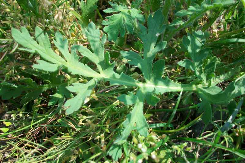 Papaver sp.