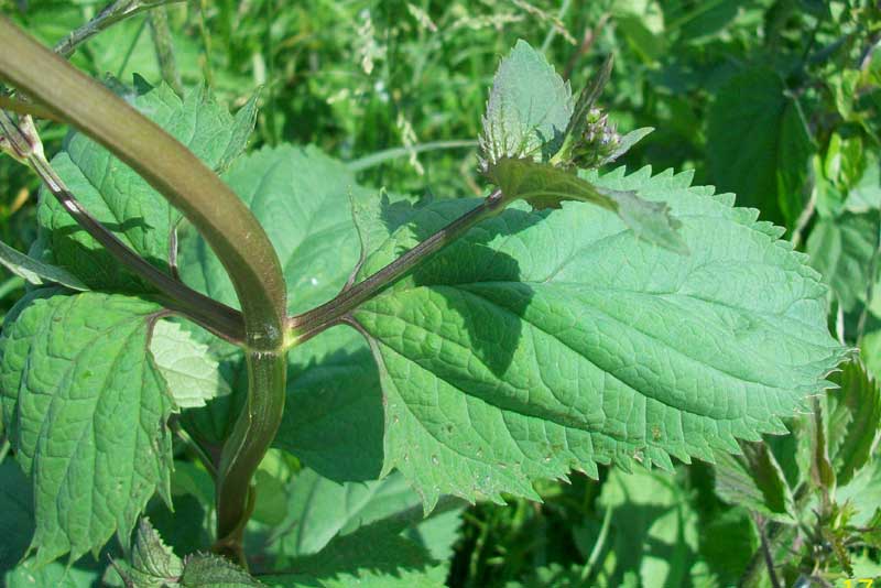 Scrophularia nodosa / Scrofularia nodosa