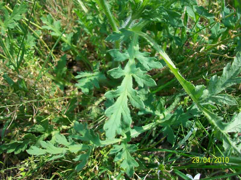 Papaver sp.